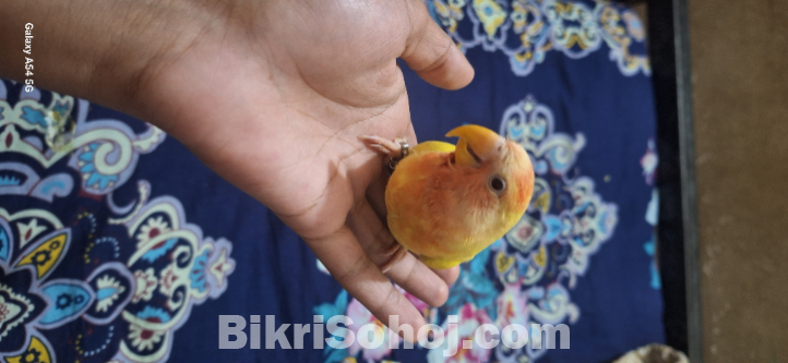 Love bird